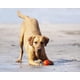 thumbnail image 4 of Pelota para perros Chuckit Fetch Medley para perros Dog Toys, paquete mediano de 3, 4 of 8