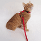 thumbnail image 4 of Arnes Pechera Xcho + Correa Para Gatos Mascota Pequeñas Xs (Gris), 4 of 4