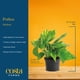 thumbnail image 4 of Live Plant Costa Farms Golden Pothos en maceta decorativa, 4 of 9