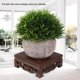 thumbnail image 4 of Soporte de Madera Hztyyier para Plantas Decorativas 10 cm, 4 of 8