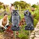 thumbnail image 5 of Juego de 2 señuelos Hausse con forma de búho cornudo y espantapájaros, 5 of 8