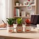 thumbnail image 3 of Maceta Decorativa Caritas Planta Artificial Moderna ALJ, 3 of 3