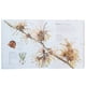 thumbnail image 2 of Dk Enciclopedia Flora, 2 of 2