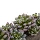 thumbnail image 3 of Jardín suculento artificial casi natural con maceta de hormigón, 3 of 7