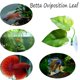 thumbnail image 4 of Almohadilla de hojas de pez Betta CousDuobe con diseño de doble hoja, paquete de 2, 4 of 8