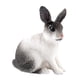 thumbnail image 1 of Figura De Conejo Realista Zoológico Modelo De Animales De Granja Juguetes De Ense?anza Decoración De Mesa En Cuclillas Blanco Y Negro, 1 of 5
