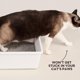 thumbnail image 5 of Arena para gatos Tuft + Paw Really Great Tofu Agrumping 4.2 kg x 2, 5 of 9