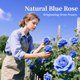 thumbnail image 4 of Bruma facial Venrock 100 ml Agua de Rosa Orgánica Vegana, 4 of 9