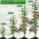 thumbnail image 3 of Estacas para Plantas SupKing de Fibra de Vidrio, 10 Unidades, 3 of 3