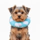 thumbnail image 2 of Collar Isabelino Suave Ajustables Talla M Mod 1, 2 of 3