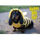 thumbnail image 1 of Tarjeta de Cumpleaños Glory To Dog - Salchicha en Disfraz de Abeja, 1 of 8