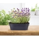 thumbnail image 2 of Kit de cultivo de semillas Buzzy Seeds de manzanilla y lavanda para jardín interior, 2 of 9