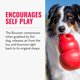 thumbnail image 3 of Fetch Toy KONG Bounzer XL para perros, 3 of 8
