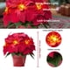 thumbnail image 5 of Poinsettias Artificiales HOMESEASONS Paquete de 2 con Luces LED de 10", 5 of 7