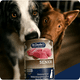 thumbnail image 3 of Alimento húmedo para perros Senior - Dr. Clauder's 800gr, 3 of 3
