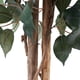 thumbnail image 3 of Ficus 120 Cm, 3 of 3