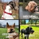 thumbnail image 4 of Correa de entrenamiento profesional para perros Slip Leash Fenrir Ragnar de 1,4 m, 4 of 7