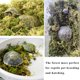 thumbnail image 5 of Cama de Musgo Forestal JFWOD 5 L 180 g, 5 of 8