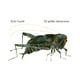 thumbnail image 1 of Libro El Grillo Silencioso Eric Carle, 1 of 2