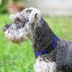 thumbnail image 2 of Collar para perro Joytale reflectante de neopreno azul talla M, 2 of 6