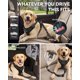 thumbnail image 2 of Joytale Correa de Seguridad 3-en-1 con Bungee para Perro, Mediano y Grande, Negro, 2 of 9