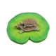 thumbnail image 4 of Escultura Simulada De Tortugas Posadas Sobre Hoja De Loto De 10 X 3,5 Cm Para Piscina, 4 of 5