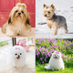 thumbnail image 5 of Lindos lazos para el pelo de perros pequeños, moño pequeño con gomas elásticas, productos para el cuidado de mascotas, lazos para el pelo de mascotas, accesorios para el cabello, 5 of 5
