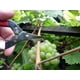 thumbnail image 4 of Tijeras de poda Okatsune NO.307B, hoja de acero de 18 cm, 4 of 9