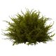 thumbnail image 2 of Juego de 3 unidades Cedar Balls Nearly Natural 4949-S3, color verde, 2 of 4