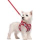 thumbnail image 1 of Arnés para perro rabbitgoo Stepin Talle S QuickDry con correa de 5,12 ft, 1 of 3