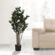thumbnail image 4 of Planta Decorativa Camelia Japonica 120 Cms., 4 of 4