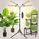 thumbnail image 1 of Grow Light JINHONGTO con soporte y temporizador de 36 W para bonsái, 1 of 6
