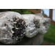 thumbnail image 2 of Kit de cultivo de hongos Root Mushroom Farm 1,4 kg Blue Oyster, 2 of 4
