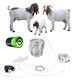 thumbnail image 1 of Máquina de ordeña eléctrica para cabras MAPOTAD 3 L de acero inoxidable 110‑220 V, 1 of 6