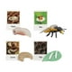thumbnail image 3 of Figuritas de , juguete, biología, ciencia, etapa de crecimiento educativo, modelo, figuritas de animales, juguetes para decoración de Abeja, 3 of 5