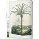 thumbnail image 2 of 40 - Martius. El libro de las Palmeras, 2 of 7