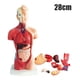 thumbnail image 2 of Torso Humano 28 Cm - Modelo Anatómico Órganos Extraíbles, 2 of 7