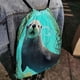 thumbnail image 4 of Nutria Mochila de Cuerdas para Deportes y Gimnasio, Bolsa de Cuerdas Resistente al Agua, Bolsa Cinch, 30×40cm, 4 of 6