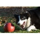 thumbnail image 2 of Pelota Pushn-Play de juguete para perros Jolly Pets, tamaño mediano, 6 cm, roja, 2 of 3