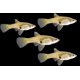 thumbnail image 5 of Peces de acuario Swimming Creatures - 15 guppies surtidos, 5 of 8