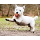 thumbnail image 3 of Chuckit! Ultra Ball Dog Toy, durable rubber, small 2 in, pack de 2, 3 of 3
