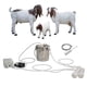 thumbnail image 1 of Máquina ordeñadora eléctrica pulsante para cabras MAPOTAD de 3 L, 1 of 7