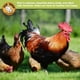 thumbnail image 2 of Larvas secas de mosca Black Soldier, 2,27 kg, para pollos y aves, 2 of 6