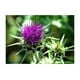 thumbnail image 2 of Liver Detox Milk Thistle Silimarina Cuidado Del Higado, 2 of 5