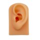 thumbnail image 1 of Modelo De Oreja Suave De Silicona Herramienta De Ense?anza Apoyos De Pantalla Piel, 1 of 5