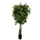 thumbnail image 1 of Planta Decorativa Arbol De Ficus Multi Tronco 180cm, 1 of 2