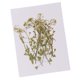 thumbnail image 1 of 12 Piezas De Flores Secas Prensadas Naturales DIY MARCO DE FOTO TELéFONO Material, 1 of 5