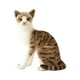 thumbnail image 3 of Simulación De Gatos Siameses, Relleno De Felpa De Animales, Relleno Para Regalo De Cumpleaños StyleE, 3 of 5