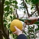 thumbnail image 3 of Tijera para jardin, 3 of 4