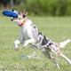 thumbnail image 3 of Flying Disc Hyperflite K-10 Jawz para perros Blueberry de 8.75 pulgadas, 3 of 9